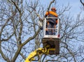 Tree felling with hydraulic lift Royalty Free Stock Photo