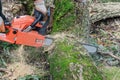 Tree felling with a large chainsaw cutting into tree trunk motion blur sawdust and chippings an uprooted broken tree, torn by the Royalty Free Stock Photo