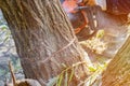 Tree felling with a large chainsaw cutting into tree trunk motion blur sawdust and chippings an uprooted broken tree, torn by the Royalty Free Stock Photo