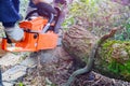 Tree felling with a large chainsaw cutting into tree trunk motion blur sawdust and chippings an uprooted broken tree Royalty Free Stock Photo