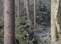Tree felling and logging in the forest Royalty Free Stock Photo