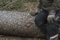 tree felling and logging in the forest Royalty Free Stock Photo