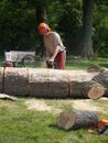 Tree felling: lumberjack man chainsawing Royalty Free Stock Photo