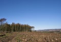 Tree Felling operations on hills above Brechin, with the rough cleared ground littered with tree debris and Roots. Royalty Free Stock Photo