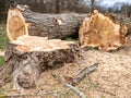 Tree felling in the park Royalty Free Stock Photo