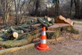 Tree felling work with warning cones in a park Royalty Free Stock Photo