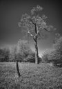 Tree and fencepost Royalty Free Stock Photo