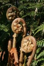 Tree fer croziers in an Australian Rainforest Royalty Free Stock Photo