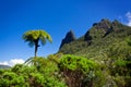 Tree fern