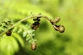 Tree Fern