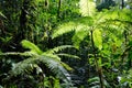 Tree fern in Amazonian rain forest Colombia