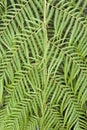 Tree Fern Cibotium cumingii