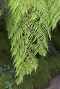 Tree Fern Cibotium cumingii