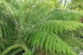 A tree fern Cyatheales in a rainforest Royalty Free Stock Photo