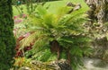 Tree fern Cyatheales Royalty Free Stock Photo