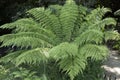 Tree fern Cyatheales Royalty Free Stock Photo