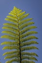 Tree fern, Dicksonia, occurs in the humid subtropical forests of the Azores islands Royalty Free Stock Photo