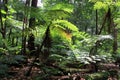 Tree Ferns Rainforest Asia Landscape Royalty Free Stock Photo