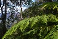 A tree fern in the forest at Katoomba, Australia Royalty Free Stock Photo