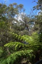 A tree fern in the forest at Katoomba, Australia Royalty Free Stock Photo