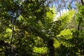 A tree fern in the forest at Katoomba, Australia Royalty Free Stock Photo