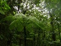 tree fern growing under dense tree cover, tropical jungle of gua