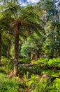 Tree fern and gum trees along the Tarra River, Tarra Bulga, Victoria, Australia Royalty Free Stock Photo