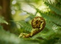 Tree fern koru frond unfurling Royalty Free Stock Photo