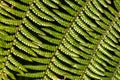 Dicksonia Tree Fern Leaves Royalty Free Stock Photo