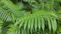 Tree lush fern leaves Royalty Free Stock Photo