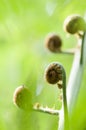 Tree fern new leaf, nature, vertical Royalty Free Stock Photo