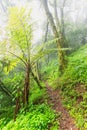 Tree Fern next to the foot path