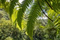 Tree fern at a rain forest Royalty Free Stock Photo