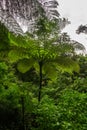 Tree Fern in rain forest