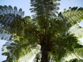 Tree fern in the Reunion island, mascarene island