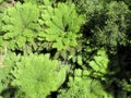 Tree fern seen from above Royalty Free Stock Photo