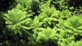 Tree fern seen from above Royalty Free Stock Photo