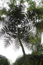 Tree fern seen from below, in QuindÃÂ­o, Colombia