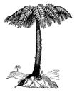 Tree fern, vintage engraving Royalty Free Stock Photo
