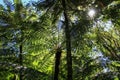 Tree Ferns, Amboro National Park, Samaipata, Bolivia Royalty Free Stock Photo