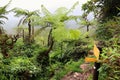 Tree ferns in the Caribbean Royalty Free Stock Photo