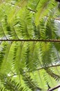 Tree ferns (cyathea lepifera) from below Royalty Free Stock Photo