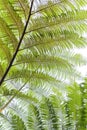 Tree ferns (cyathea lepifera) from below Royalty Free Stock Photo