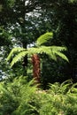 Tree Ferns (Cyatheales) Royalty Free Stock Photo