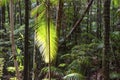 Tree Ferns Cyatheales, temperate rainforest Royalty Free Stock Photo