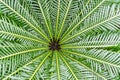 The tree ferns Dicksonia antarctica are the ferns that grow with a trunk elevating the fronds above ground level Royalty Free Stock Photo