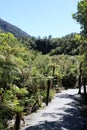 Tree ferns by footpath, South Island, New Zealand Royalty Free Stock Photo