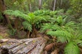 Tree Ferns growing near creek surrounded by forest covered with