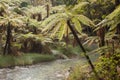 Tree ferns growing near river in Rotorua Royalty Free Stock Photo