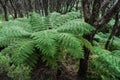 Tree ferns growing in rainforest